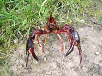 friendly Red swamp crayfish (<em>Procambarus clarkii</em>) form I male. The species has a propensity to migrate over land and can spread to new habitats with no connecting surface water. 