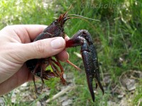 <em>Procambarus clarkii </em>– note that the species grows considerably larger at higher latitudes