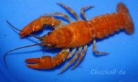 rare orange color morph in a Stone crayfish female