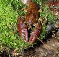 White-clawed crayfish – the naturally rarest crayfish species in Germany and now close to extinction
