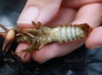 <em>A. pallipes</em> heavily infected with the microsporidian <em>Thelohania contejeani</em>. This condition is known as Porcelain disease and occurs frequently in White-clawed crayfish