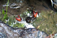 Signal crayfish are quite aggressive and displace native crayfish species 