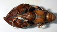 <em>Orconectes virilis</em> is one of the New alien crayfish species in Europe. The species is a successful invader in the Netherlands and Great Britain. Virile crayfish are among the largest <em>Orconectes</em> species and have a considerable potential to cause ecological damage. 