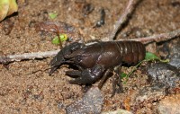 The western form of White-clawed crayfish is usually darker in color than the southern form.