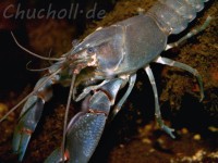 <em>Cherax destructor</em> is one of the two southern-hemisphere crayfish species currently present in Europe