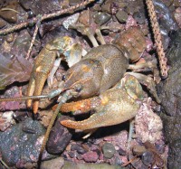 Stone crayfish male (<em>Austropotamobius torrentium</em>)