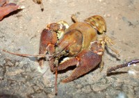 The white-clawed crayfish in Germany belong to the western form, i.e. <em>Austropotamobius pallipes</em> sensu stricto