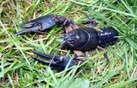 Blue colore morphs, as seen here in a Noble crayfish male, occasionally occure in many crayfish species 