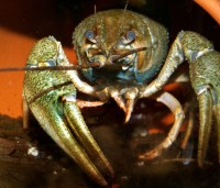 Narrow-clawed crayfish are the largest crayfish species to be found in Central European waters. The species is quite diverse in morphology and ecology and represents an as-yet unresolved species complex with at least two distinct evolutionary lineages. 