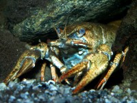 Unlike males, Narrow-clawed crayfish females lack the conspicuous elongated and slender chelae tips, after which the species is named. 