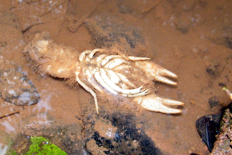 Stone crayfish killed by crayfish plague